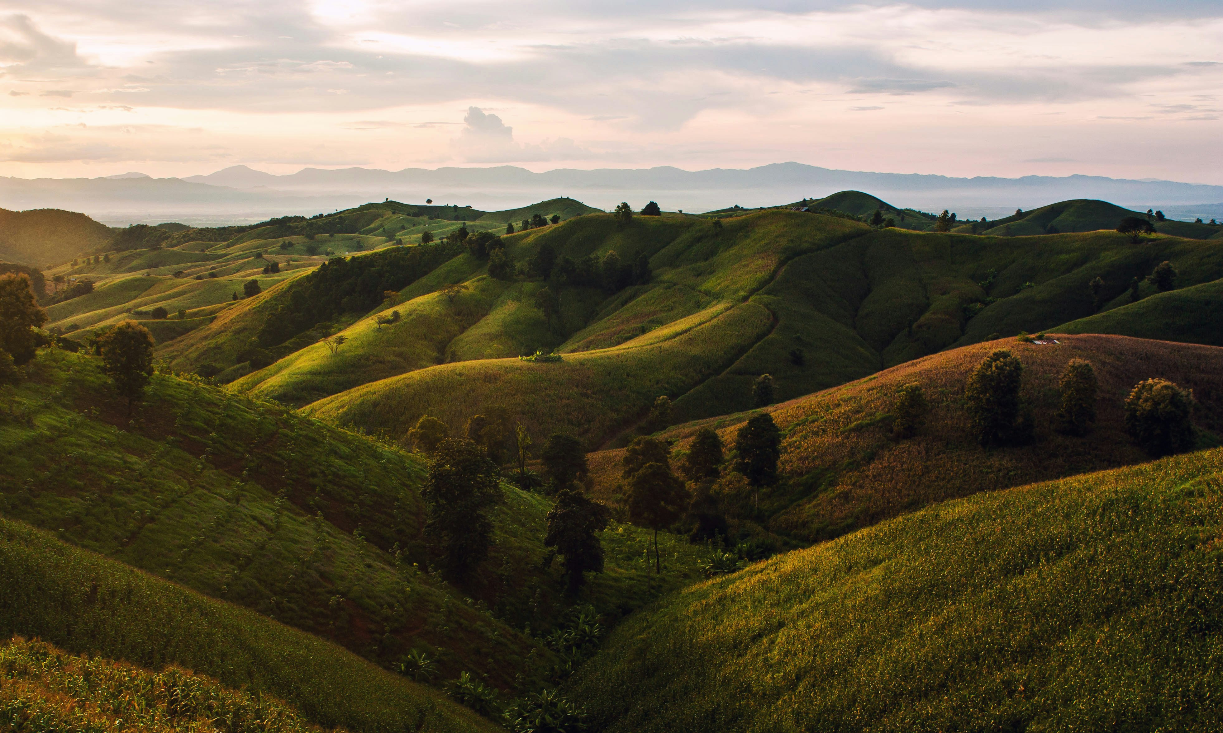 aerial photography of trees on hills